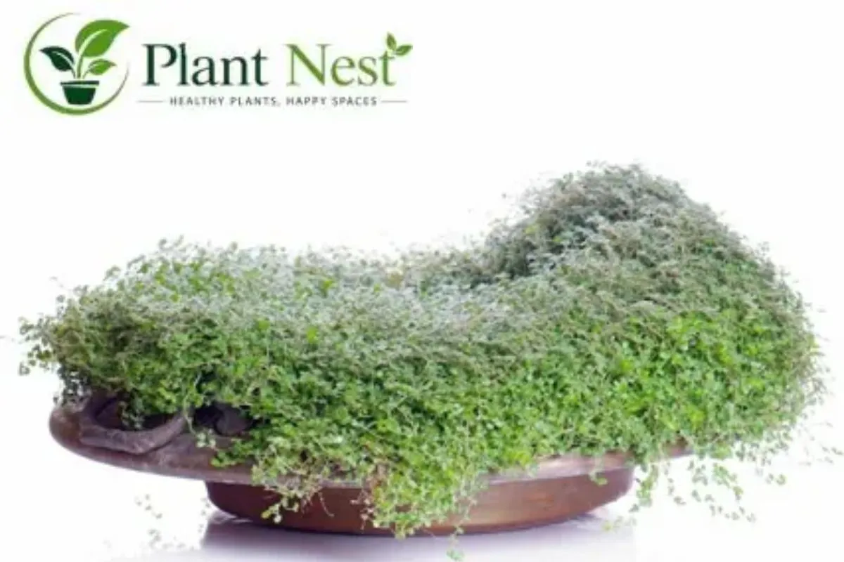  Baby Tears Plant