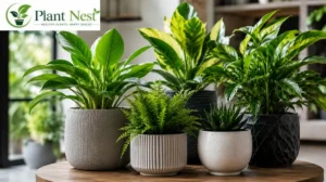 Read more about the article 17+Best pots for houseplants