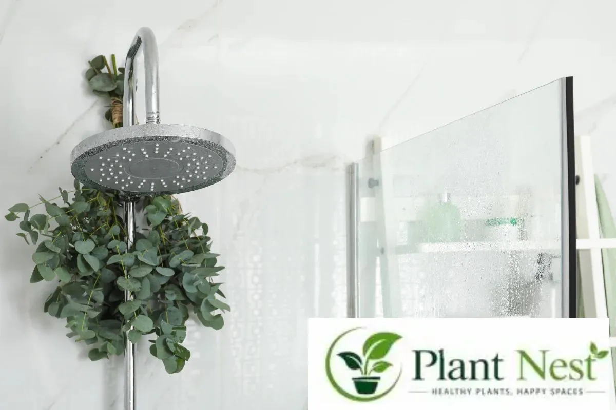 Plant Perfect for a Shower