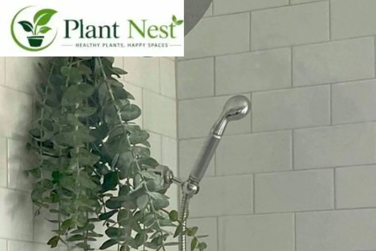 plants-for-the-shower-that-look-great-hanging