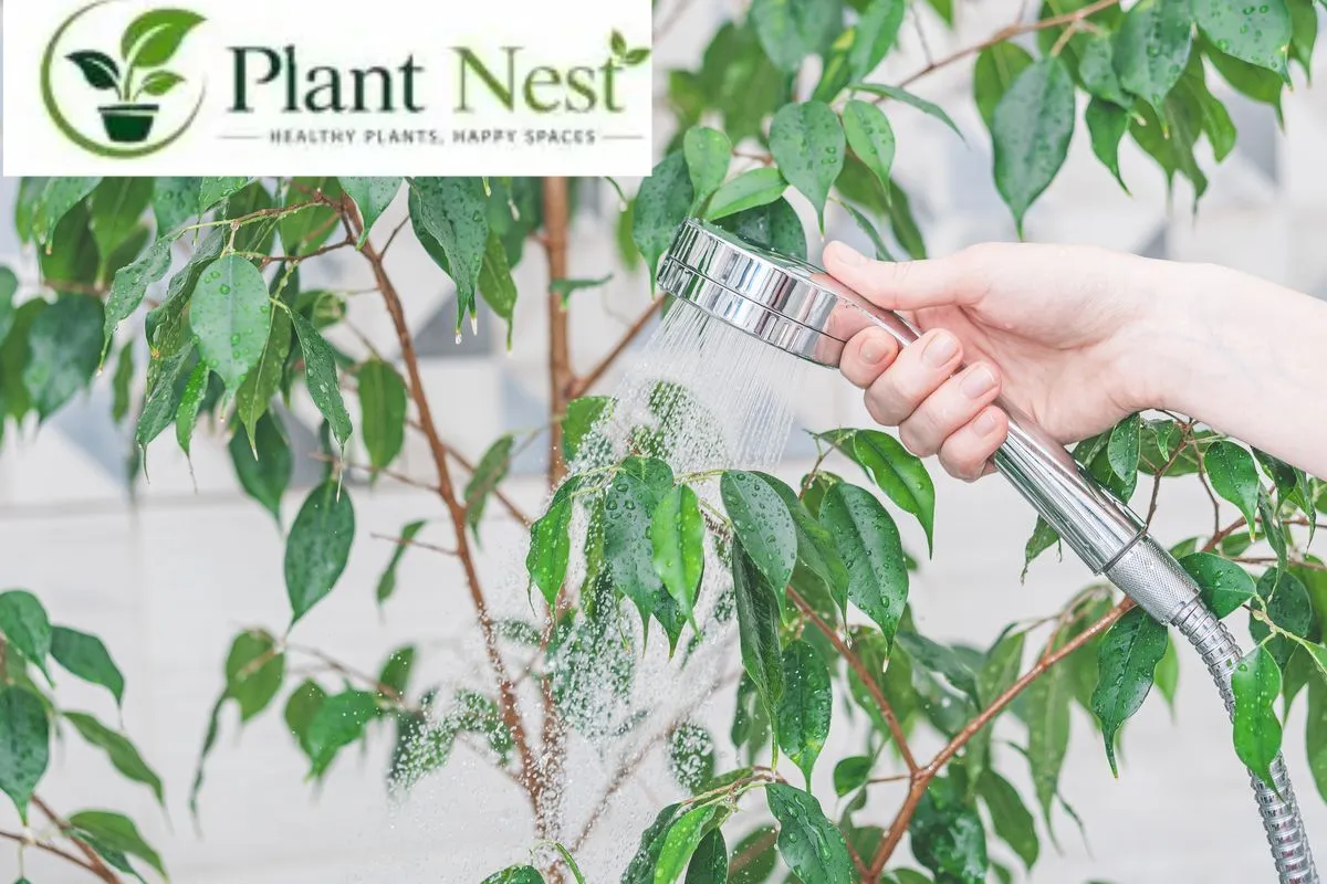 Things to Consider Before Choosing the Best Plants for Your Shower