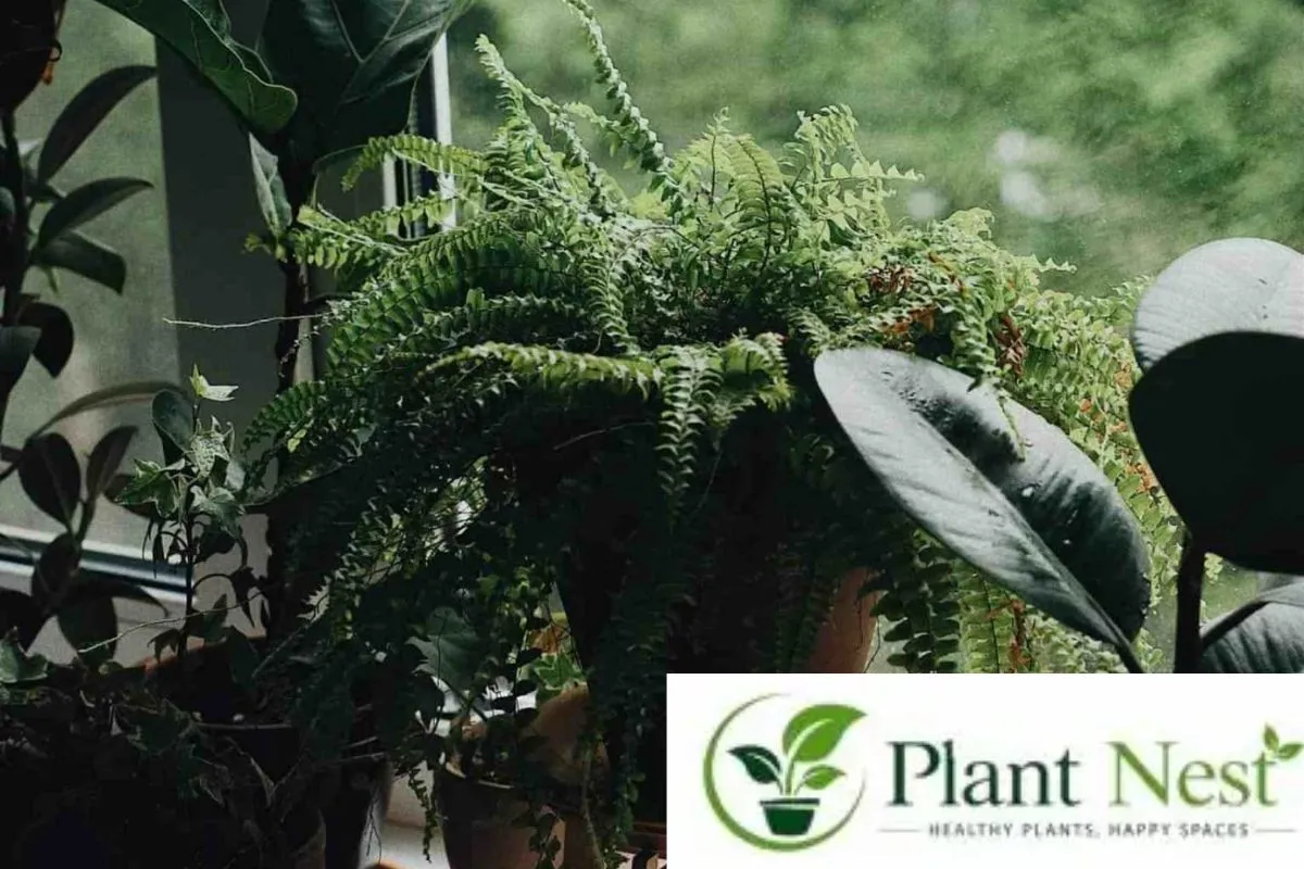 Help Shower Plants Thrive Without Natural Light