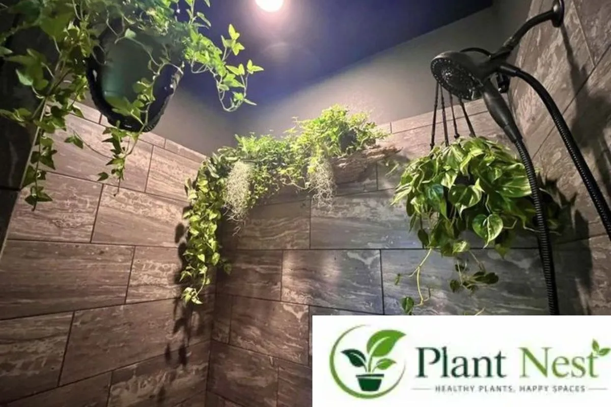 Why Light Still Matters for Shower Plants