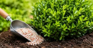 Read more about the article 11 Powerful Fertilizer Tips for Boxwood Plants to Unlock Lush, Vibrant Growth 