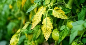 Read more about the article 17+ Proven Reasons Why Are the Leaves on My Tomato Plants Turning Yellow? (Easy Fixes for Healthier Plants)
