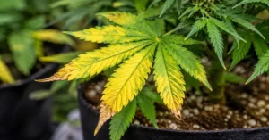 Read more about the article 16+ Proven Reasons Why Are the Leaves on My Weed Plant Turning Yellow? (Expert Fixes That Actually Work) 
