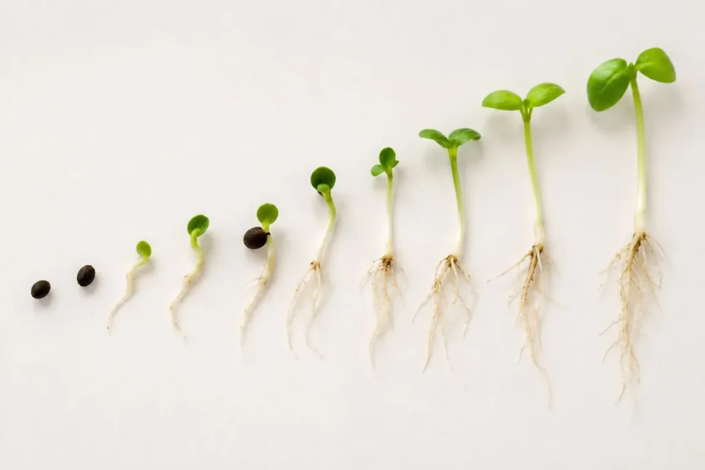 350+How Long Does Basil Germinate
