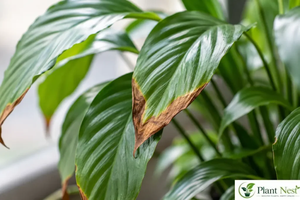 Brown Leaf Tips