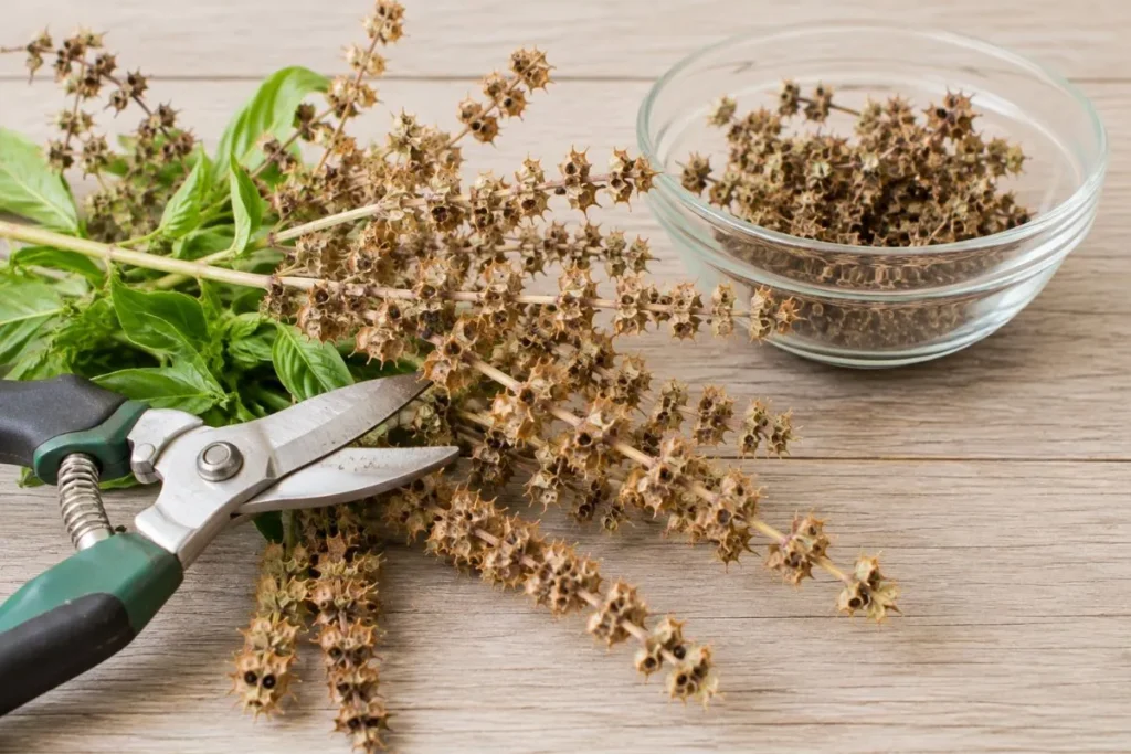 Cut the Seed Heads