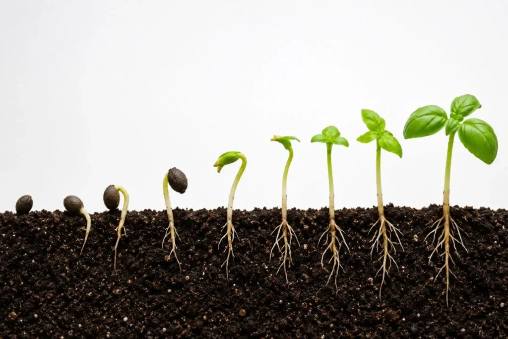 Entire Germination Process Take
