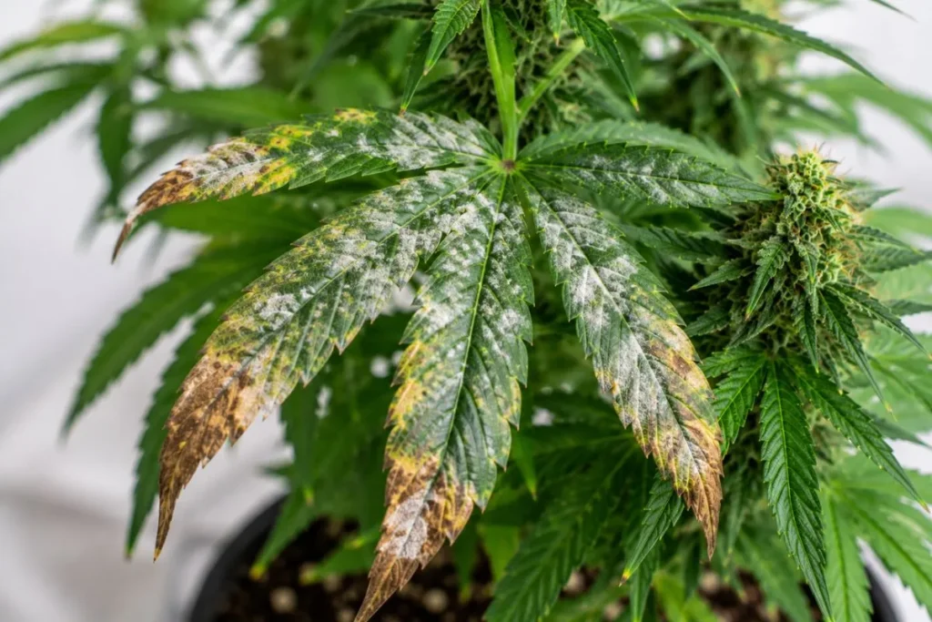 Fungal Infections
