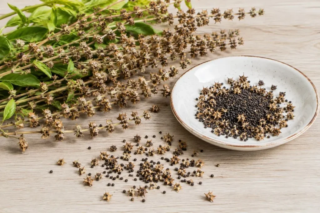 Harvest Basil Seeds