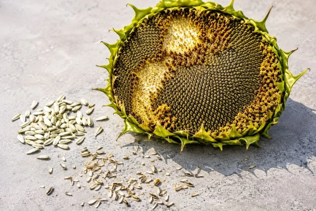  Harvesting Too Early Can Ruin Your Seeds