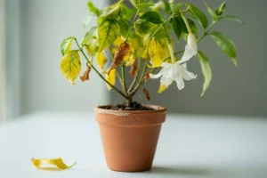 Read more about the article 16+ Proven Reasons Why Is My Jasmine Plant Dying (Expert Fixes to Save It Fast) 