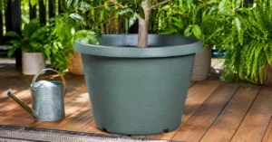 Read more about the article How Big Is a 5 Gallon Plant Pot? Never Get It Wrong 