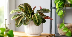 Read more about the article How Do You Take Care of a Prayer Plant? 17+Proven Secrets 
