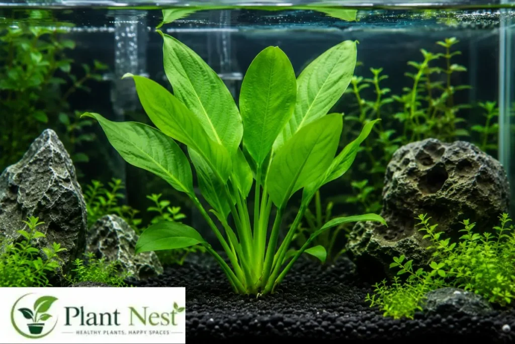 How to Grow a Banana Plant in an Aquarium
