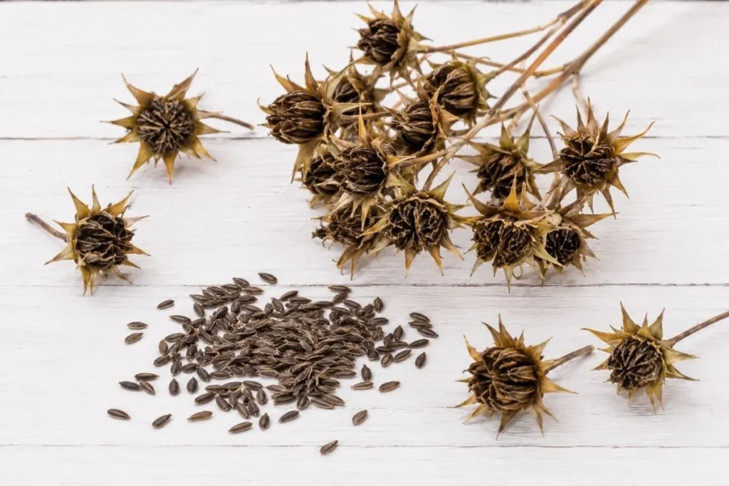 How to Harvest Cosmos Seeds