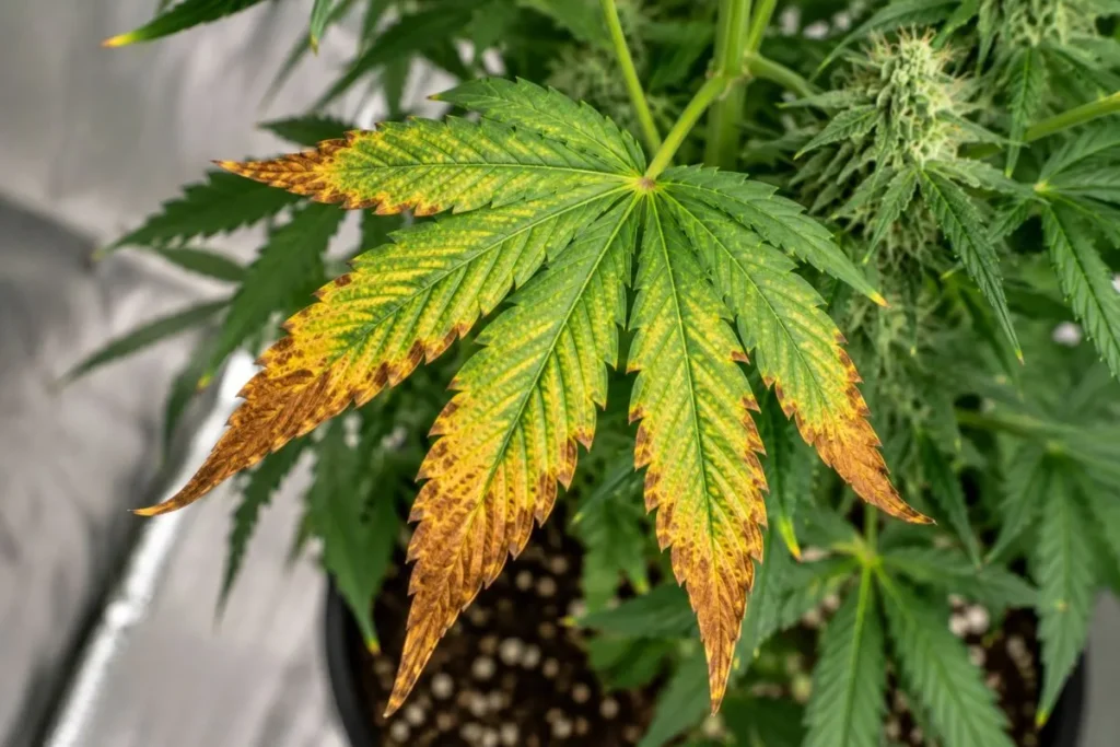  Nutrient Burn
