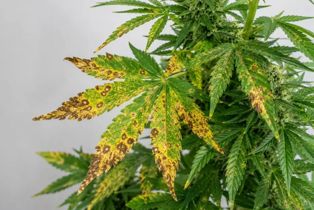 Plant Diseases