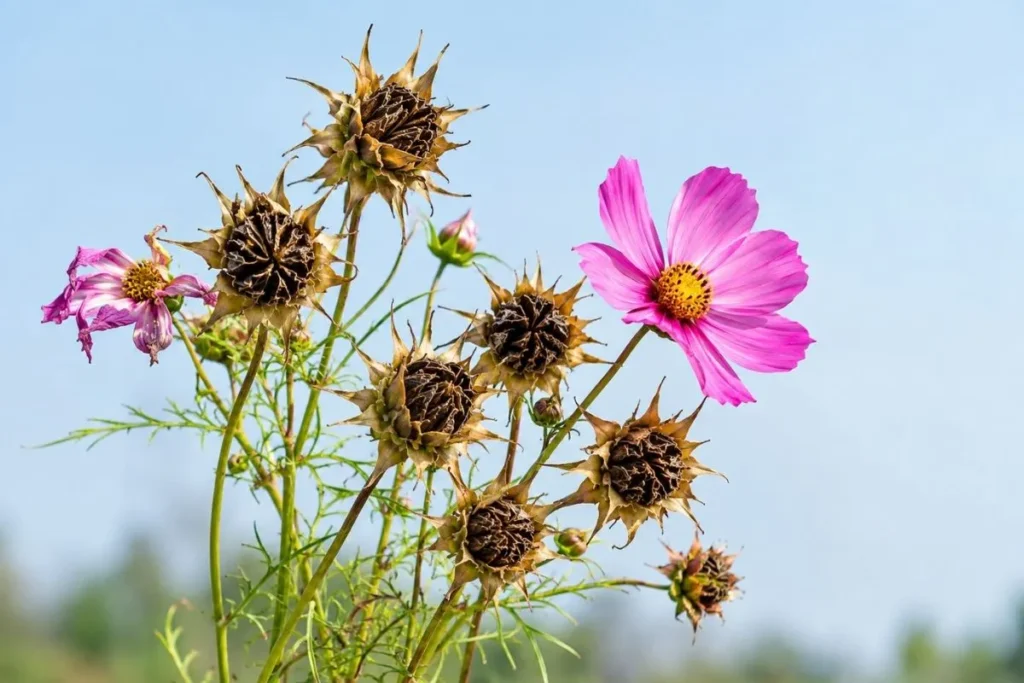 Wait Until Seed Heads Dry