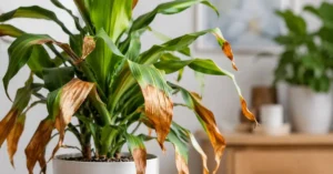Read more about the article Why Is My Corn Plant Leaves Turning Brown? 11 Powerful Fixes That Work 