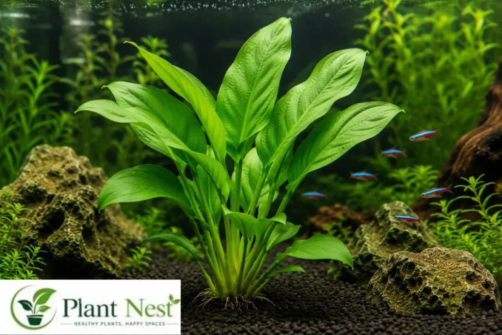 Why the Banana Plant Is Perfect for Beginners
