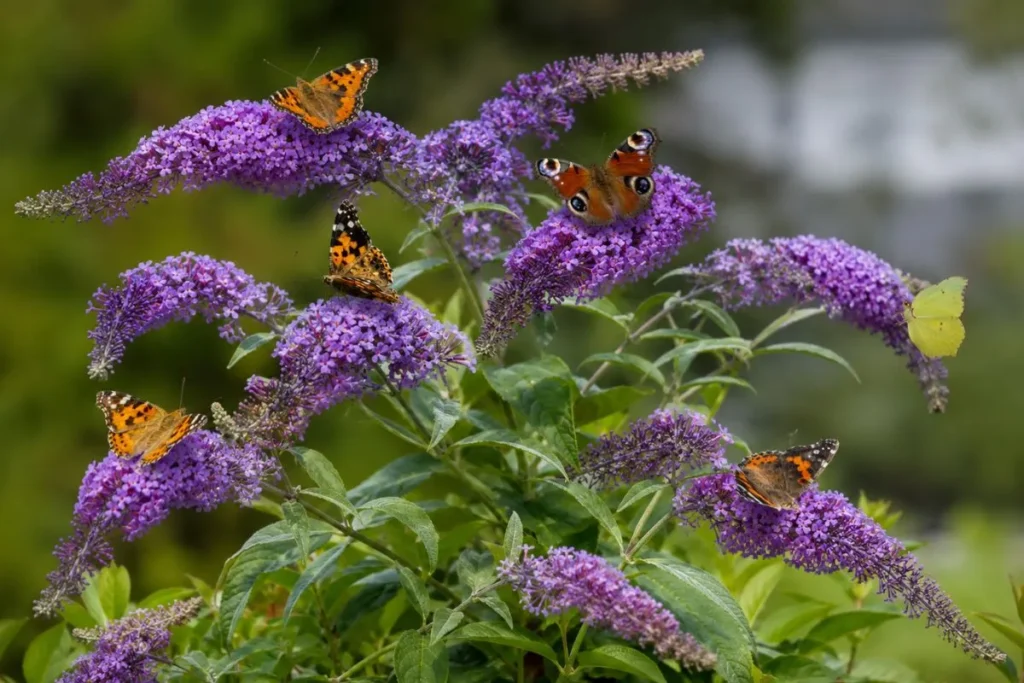 11+ Best Plants to Attract Butterflies