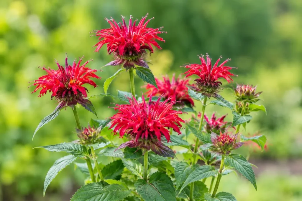 Bee Balm