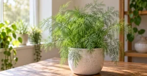 Read more about the article House Plant That Looks Like Dill: 11+ Amazing Plants to Know 