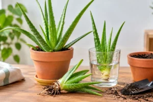 Read more about the article 19+How to Start an Aloe Plant: Powerful Tips for Healthy Growth 