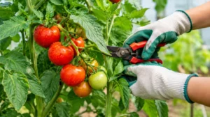 Read more about the article 22+How to Top Tomato Plants: Powerful Pruning Tricks for Bigger Healthier Plants 