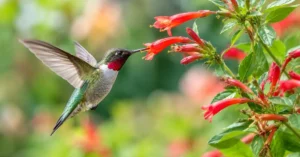Read more about the article 11+Hummingbird Flower Plant:  Stunning Flowers That Attract Hummingbirds Fast 