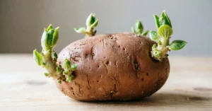 Read more about the article 22+Plant Sprouting Potatoes:  Powerful Tips to Stop Sprouts and Grow Healthy Potato Plants 