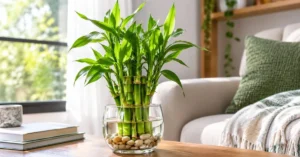 Read more about the article 17+ Powerful Tips on How to Grow Bamboo Indoors: for a Lush Healthy Home 